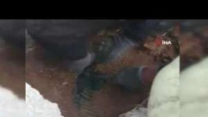 Borunun içine sıkışıp üzerine beton dökülen kedi 2 gün sonra kurtarıldı