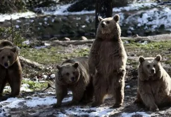 Kış geldi, ayıların yine uykusu gelmedi galerisinin önkapak görseli
