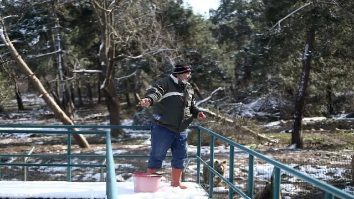 Kış geldi, ayıların yine uykusu gelmedi - 14
