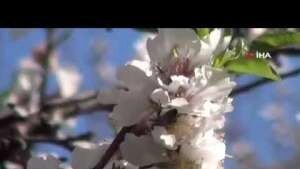 Çağla-badem hasadı başlıyor