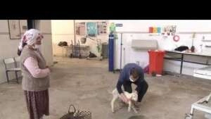 Sakatlanan kuzuyu pazar çantası ile veterinere getirdi