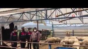 Jandarma hayvan hırsızlarını didik didik edip buldu