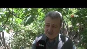 Korona yasakları Denizli horozuna ilgiyi arttırdı