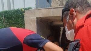  Kafasını kutuya sıkıştıran kedi için seferber oldular