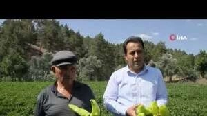 Coğrafi işaretli Kale biberinde ilk hasat başladı
