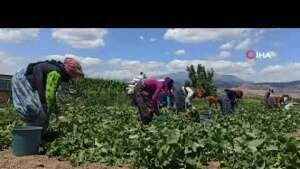 40 derece sıcakta ekmek mücadelesi