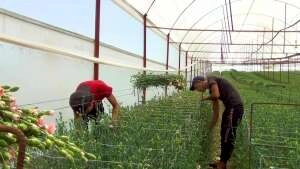 En kaliteli karanfiller Denizli’de 12 ay boyunca üretilebilecek