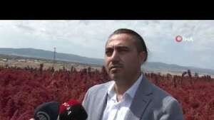 Bu bitki çölyak ve kanser hastaları için adeta umut niteliğinde