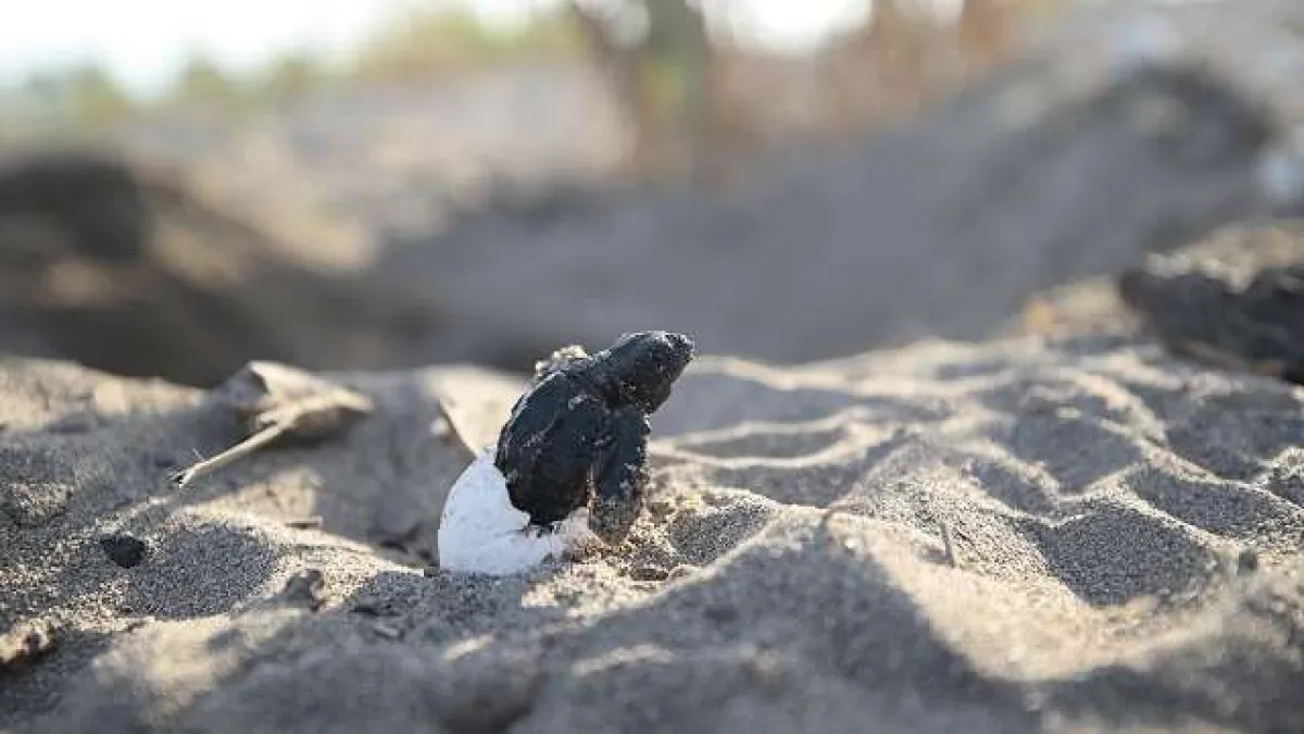Caretta caretta yavruları zorlu &#039;yaşam yolculuğu&#039;yla denize ulaşıyor