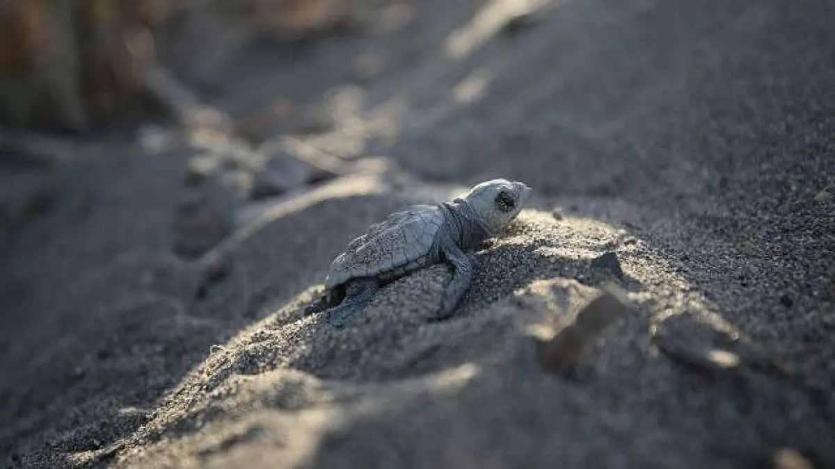Caretta caretta yavruları zorlu &#039;yaşam yolculuğu&#039;yla denize ulaşıyor
