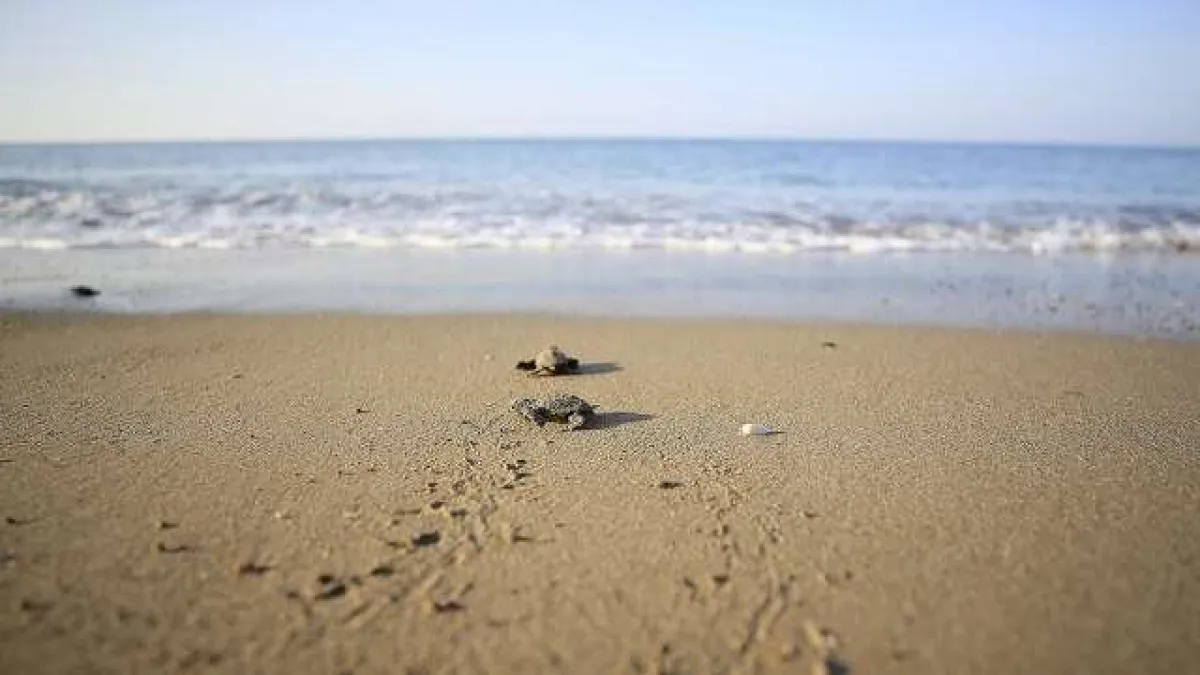 Caretta caretta yavruları zorlu &#039;yaşam yolculuğu&#039;yla denize ulaşıyor