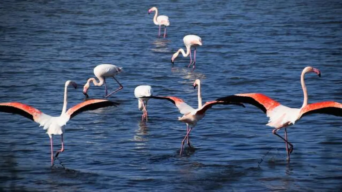 Aliağa&#039;da flamingoların görüntüsü hayran bırakıyor