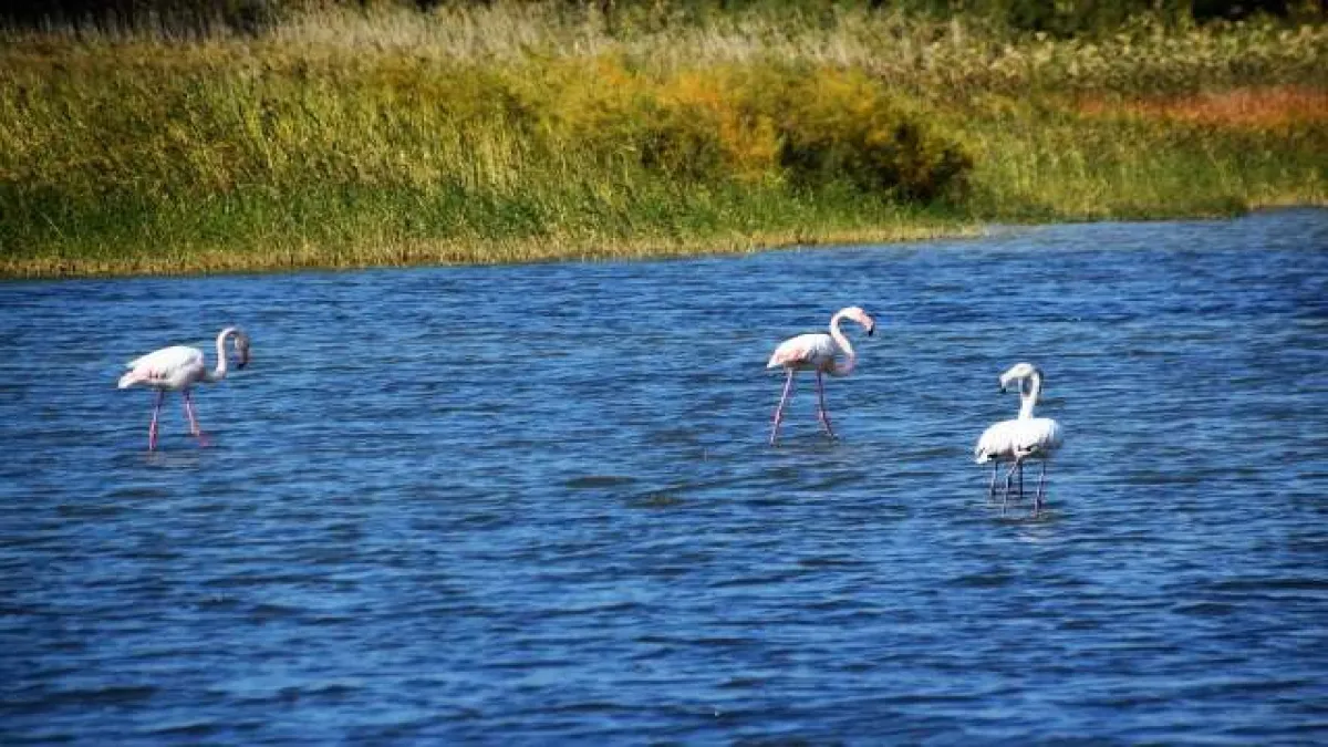 Aliağa&#039;da flamingoların görüntüsü hayran bırakıyor
