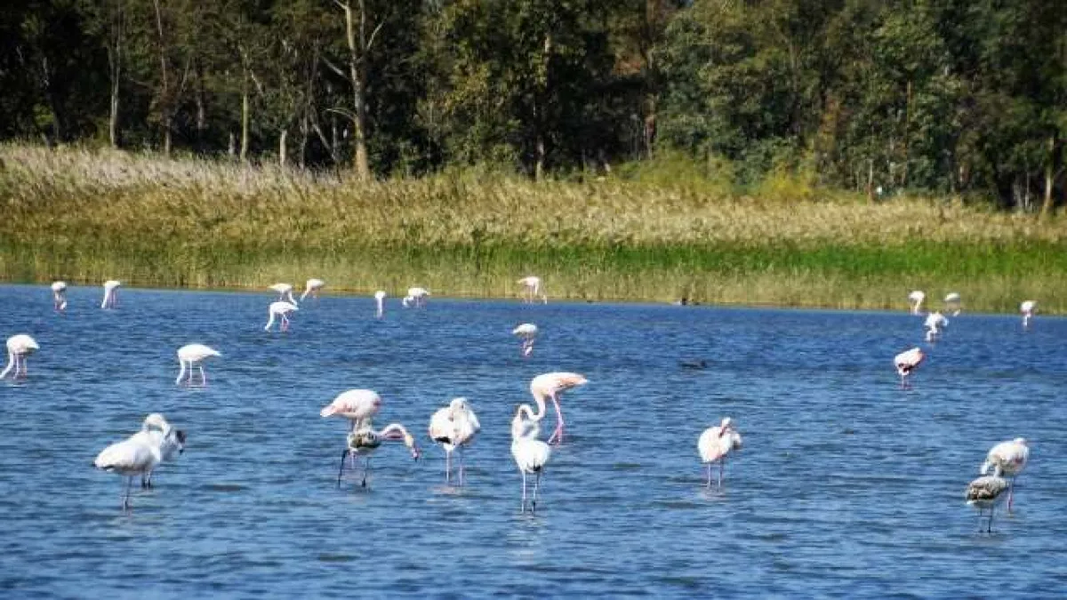 Aliağa&#039;da flamingoların görüntüsü hayran bırakıyor