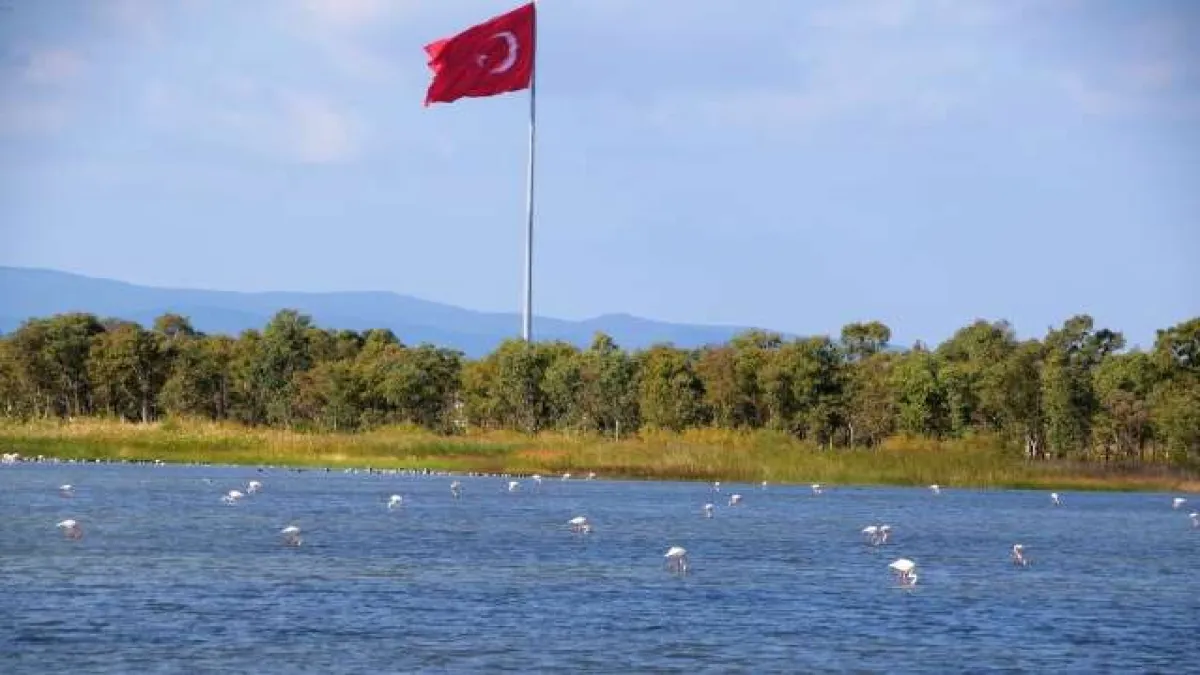 Aliağa&#039;da flamingoların görüntüsü hayran bırakıyor