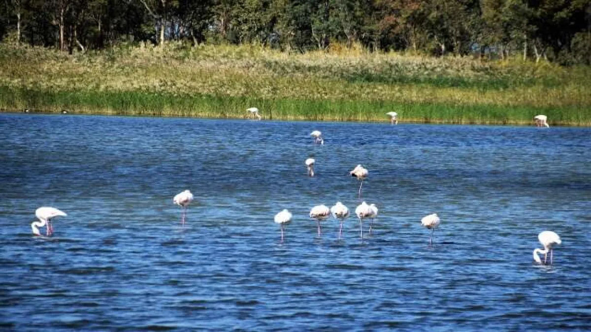 Aliağa'da flamingoların görüntüsü hayran bırakıyor - 261