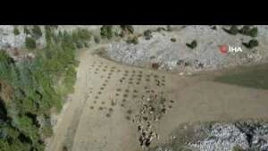 Kaybolan küçükbaşlar drone ile bulundu