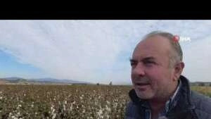 Kuraklık ve sıcaklar nedeniyle verimin düştüğü pamukta hasat zamanı