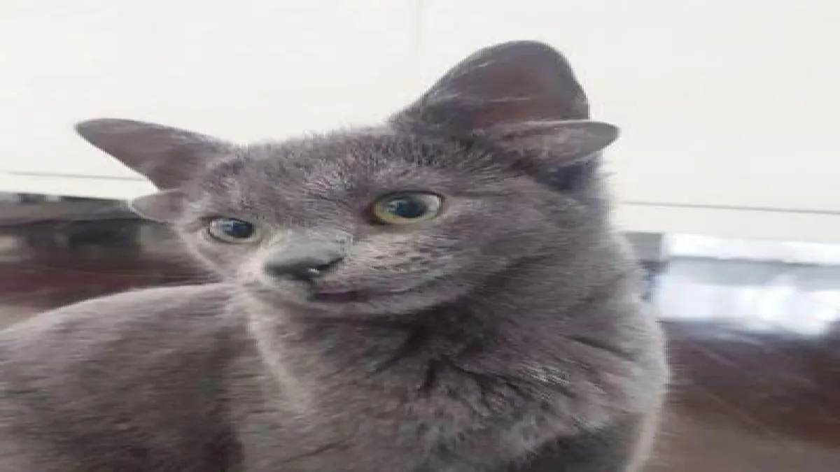 4 kulaklı doğan yavru kedi Midas viral oldu - 1360