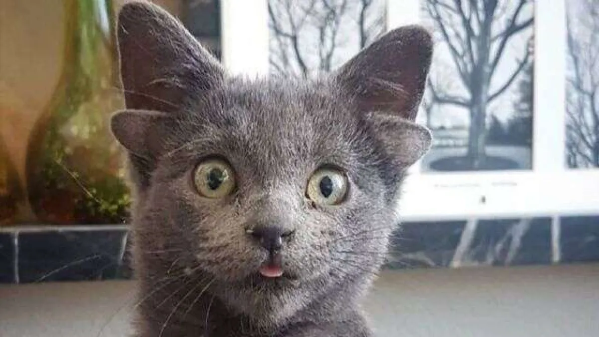 4 kulaklı doğan yavru kedi Midas viral oldu