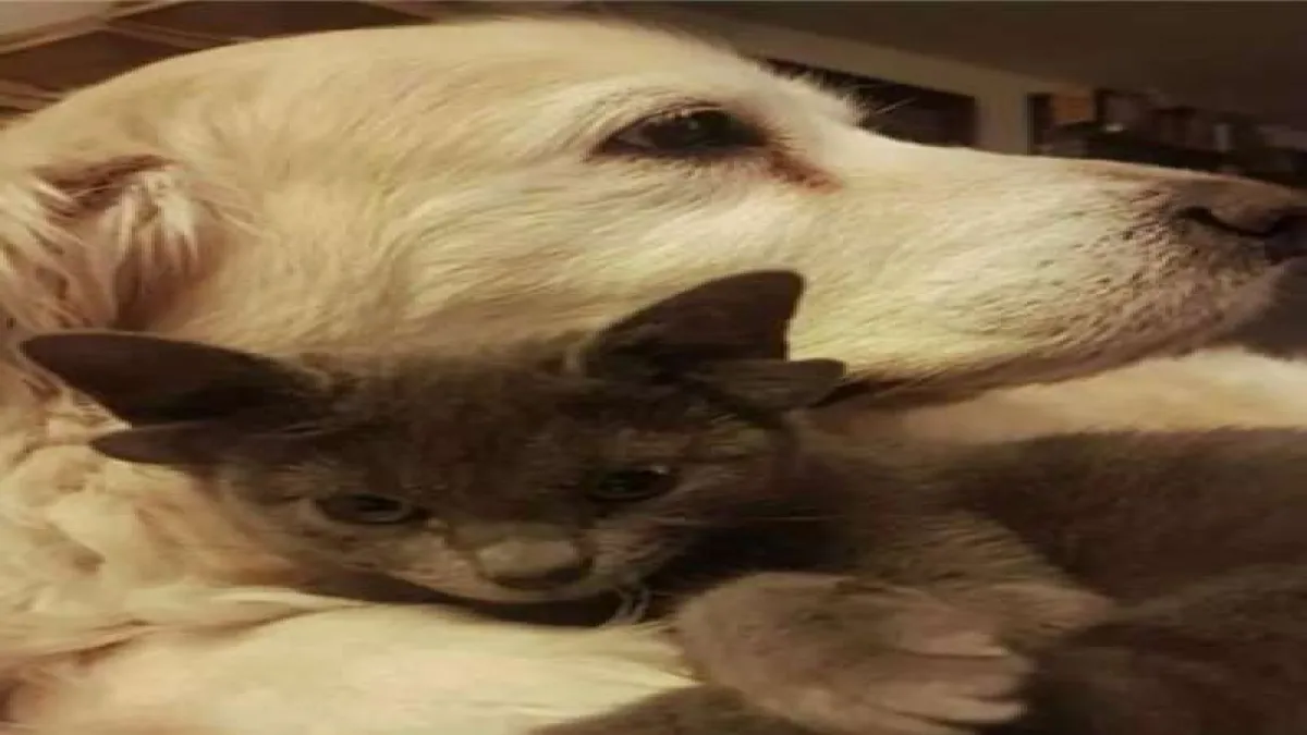 4 kulaklı doğan yavru kedi Midas viral oldu
