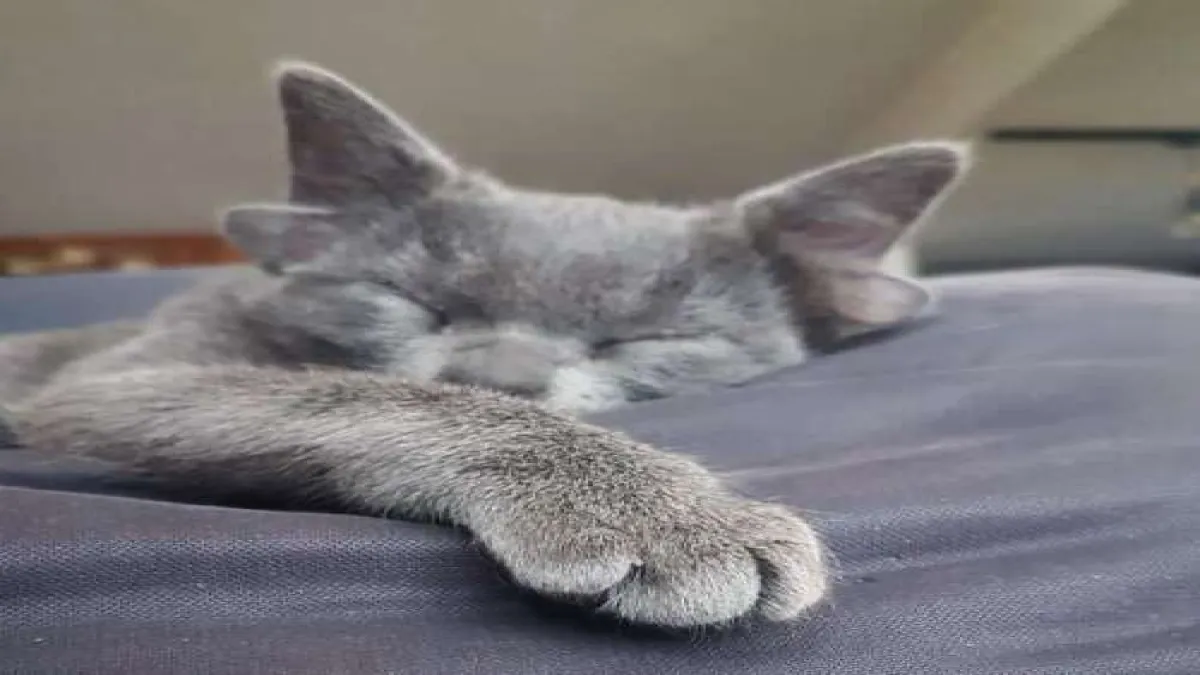 4 kulaklı doğan yavru kedi Midas viral oldu