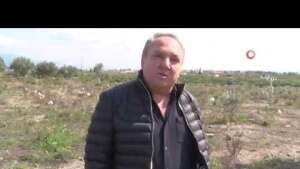 Seferihisar'ın yeni yıldızı avokado