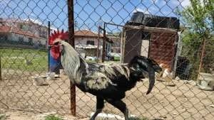 Bayılan horozun akrabaları ilgi odağı oldu