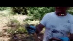 Yaşam alanları azalan oluklu kertenkelelere dikkat çekildi