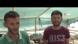 İzmir'de kurbanlık fiyatları bayram günü düştü