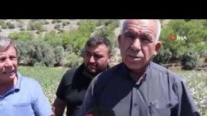 Türkiye’nin ilk pamuk hasadı Söke’den