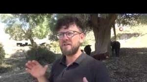 45 bin TL’lik angus cinsi danası çalınan besici yardım bekliyor