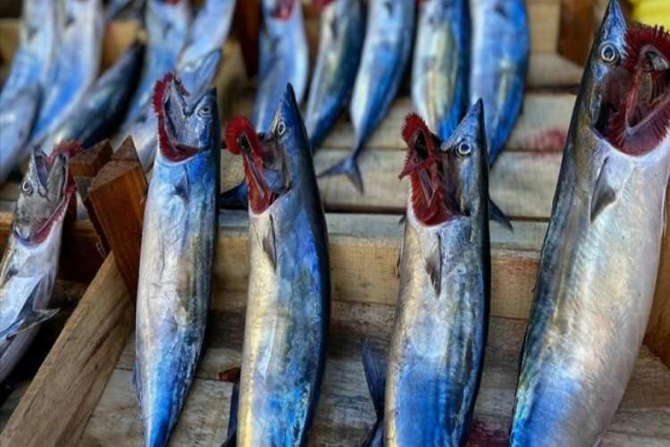 Zonguldak'ta yağış, balık fiyatlarını yükseltti haberinin görseli