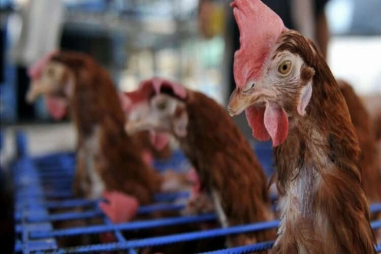 Fransa'da yüksek enerji fiyatları yerli tavuk yetiştiriciliğini vurdu haberinin görseli