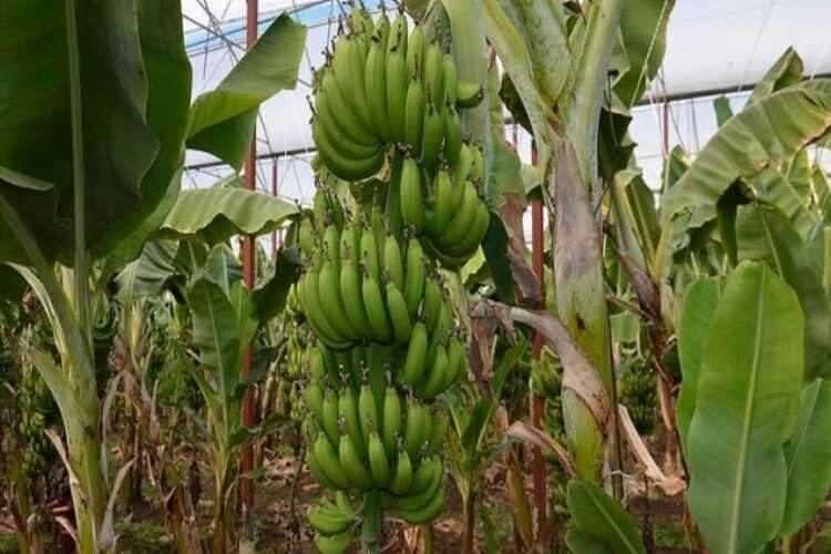 Türkiye'nin muz üretimi 5 yılda yüzde 139,4 arttı haberinin görseli