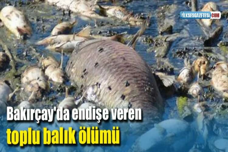 Bakırçay'da endişe veren toplu balık ölümü haberinin görseli