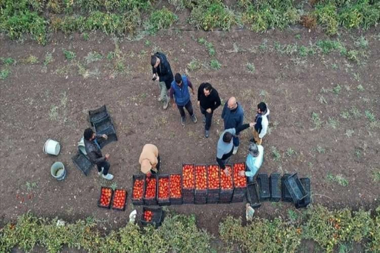 Salgında memleketine dönüp kiraladığı tarlada tonlarca domates üretmeye başladı haberinin görseli