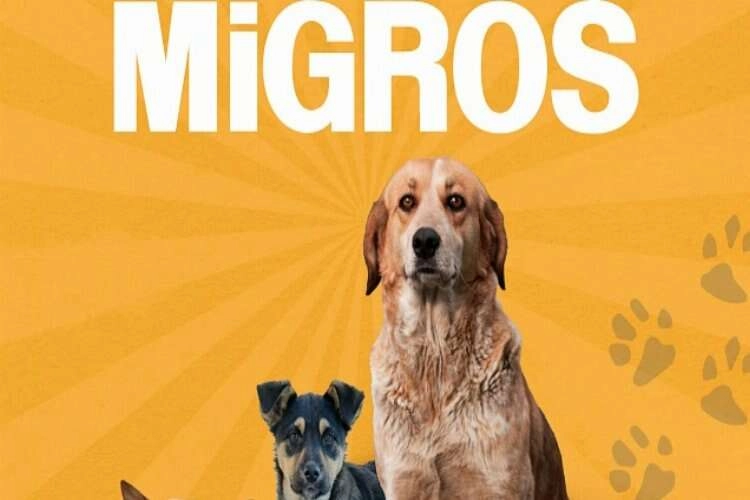 MİGROS, SOKAK HAYVANLARI İÇİN  4.423 TON GIDA BAĞIŞLADI haberinin görseli