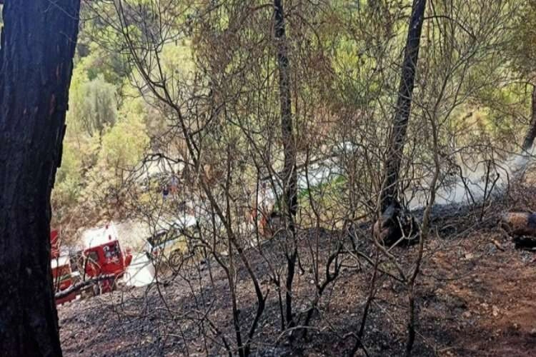 Antalya'da geçen yılki orman yangını endemik bitki türlerine de zarar verdi haberinin görseli