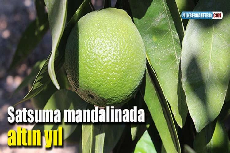 Satsuma mandalinada altın yıl haberinin görseli