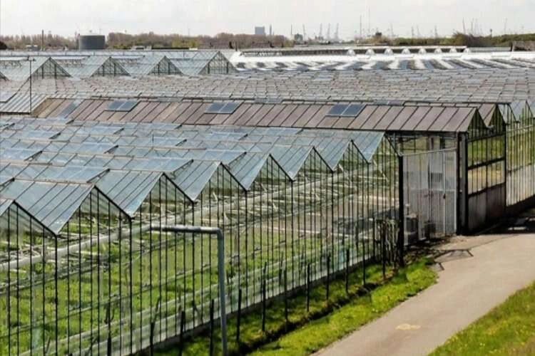 Enerji krizi Hollanda'daki seraları vurdu haberinin görseli