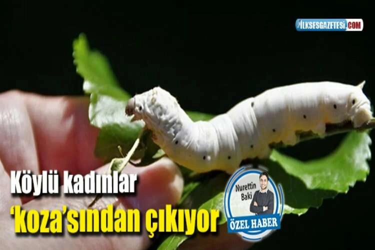 Köylü kadınlar ‘koza’sından çıkıyor haberinin görseli