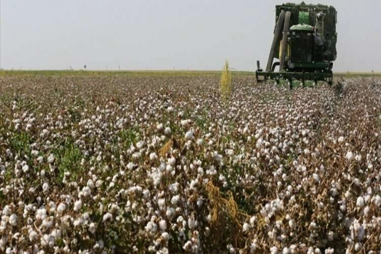 Pamukta 2 milyon 750 bin ton rekolte bekleniyor haberinin görseli