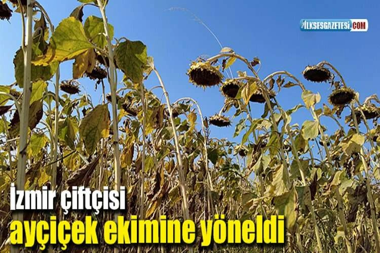 İzmir çiftçisi ayçiçek ekimine yöneldi