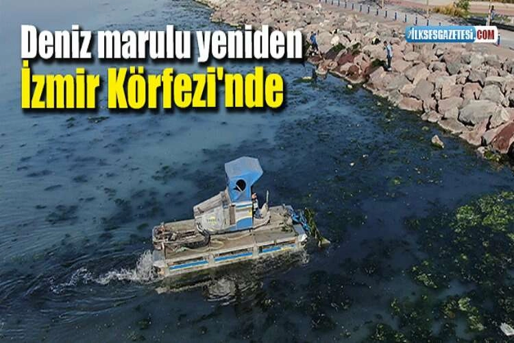 Deniz marulu yeniden İzmir Körfezi'nde haberinin görseli
