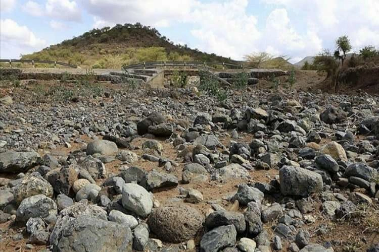 Kenya'da kuraklık yüzlerce yaban hayvanının telef olmasına yol açtı haberinin görseli