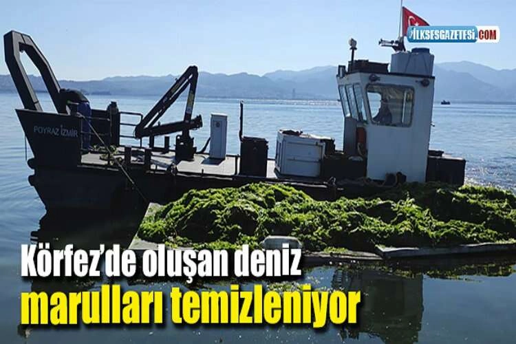 Körfez’de oluşan deniz marulları temizleniyor haberinin görseli