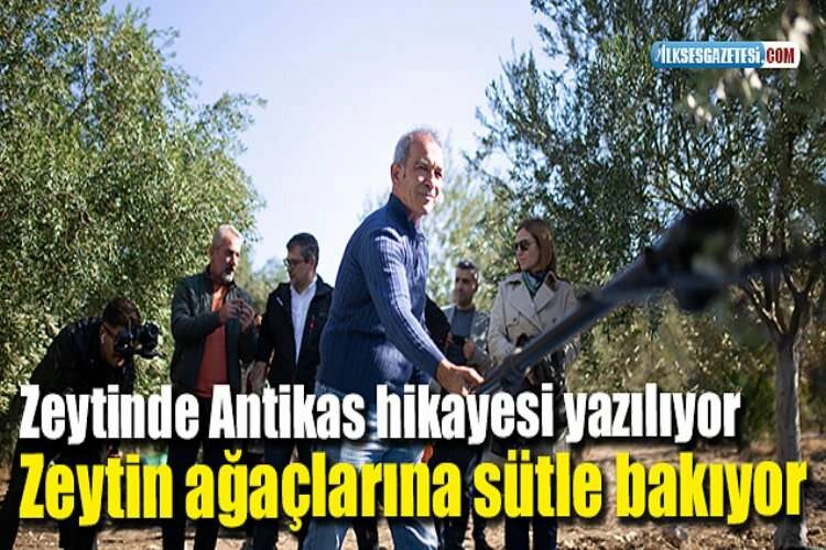 Zeytinde Antikas hikayesi yazılıyor Zeytin ağaçlarına sütle bakıyor haberinin görseli