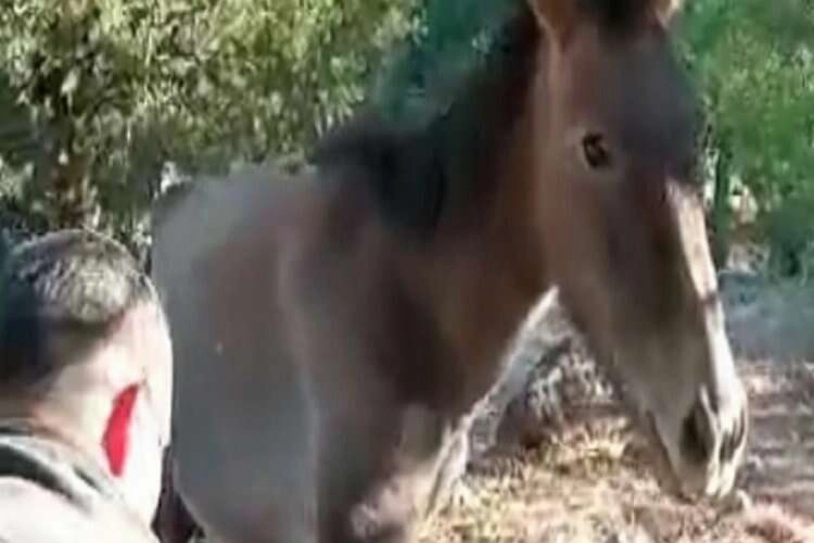 Taşların arasına ayağı sıkışan yabani atı, vatandaşlar kurtardı