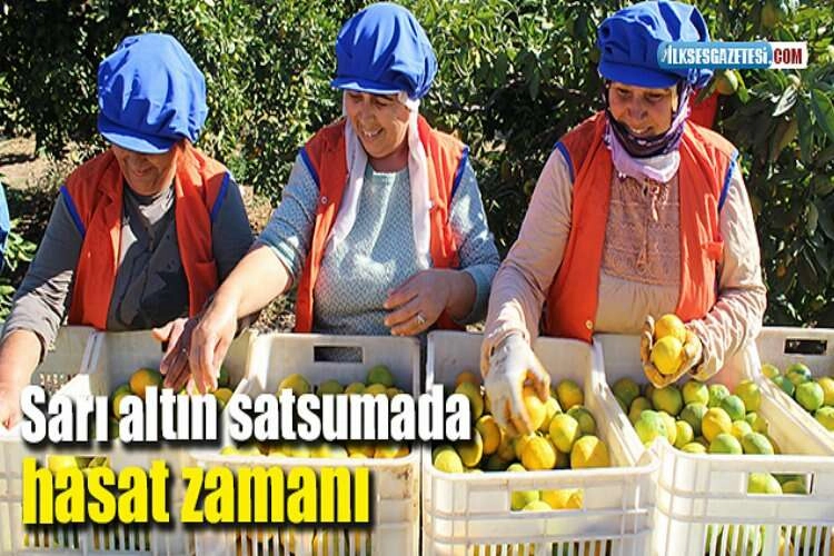 Sarı altın satsumada hasat zamanı haberinin görseli